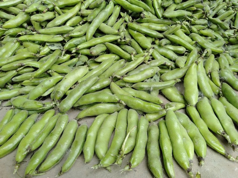 【蚕豆】湖北蚕豆大粒青皮蚕豆产地直发，随行就市