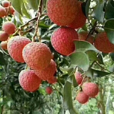 白糖罂荔枝上市中
