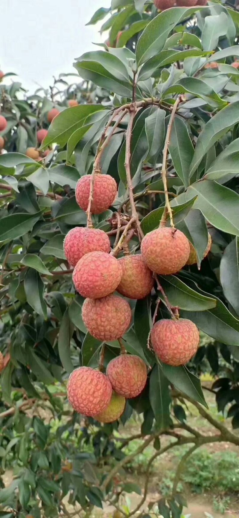 白糖罂荔枝上市中