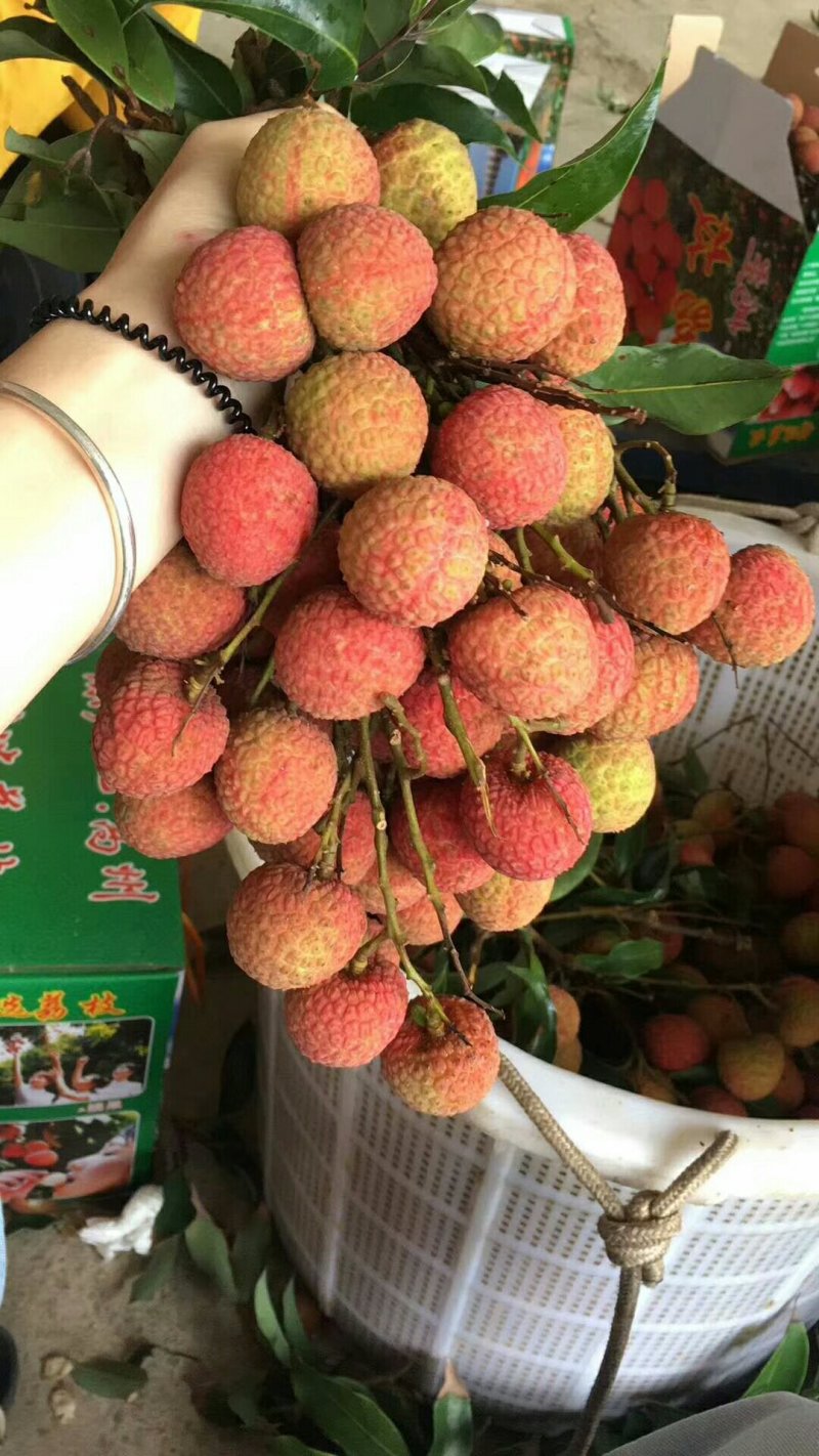 白糖罂荔枝上市中