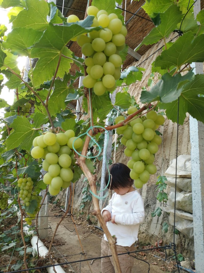亚洲香玫瑰葡萄