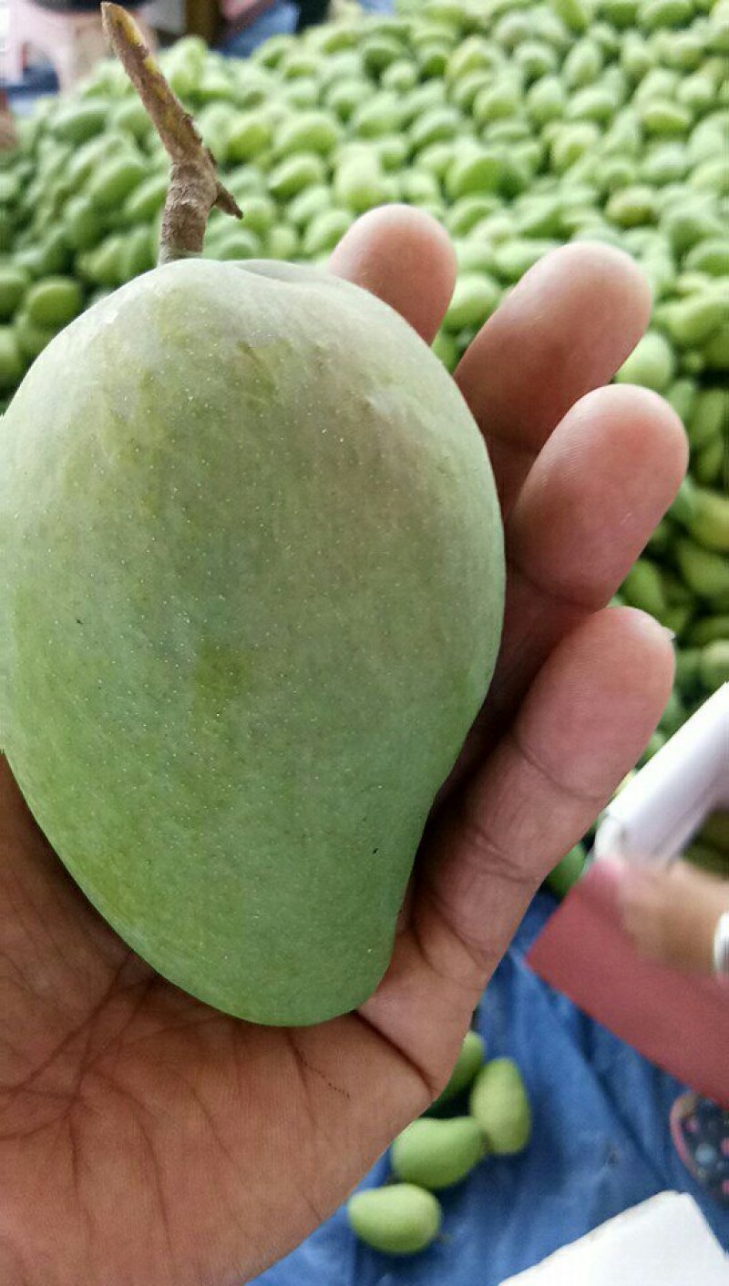 精品芒果大台原产地直供