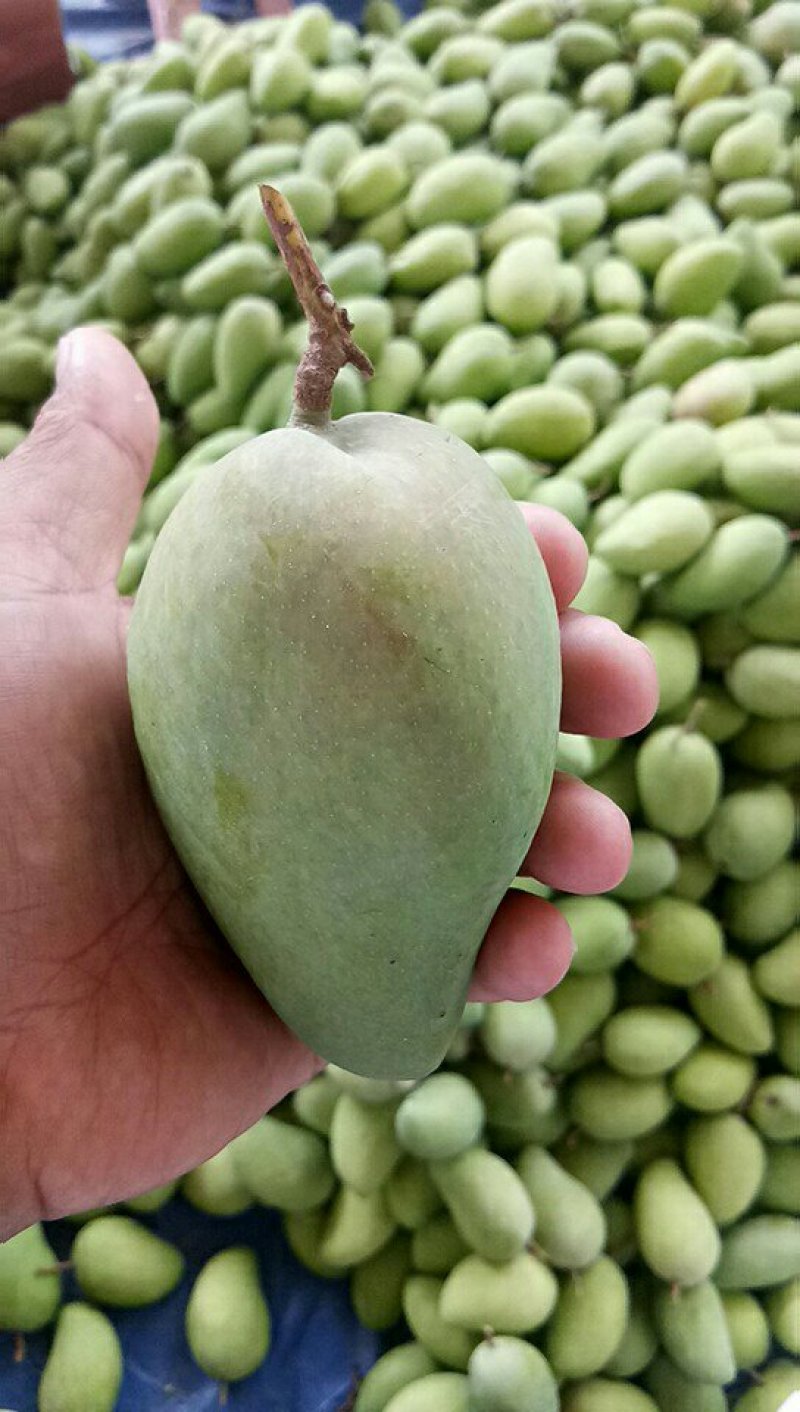 精品芒果大台原产地直供