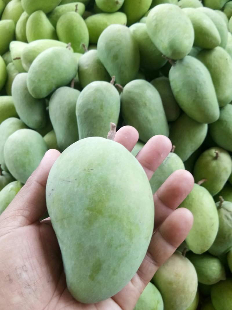 精品芒果大台原产地直供
