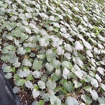 2025嫁接优质西瓜苗，无菌无病，