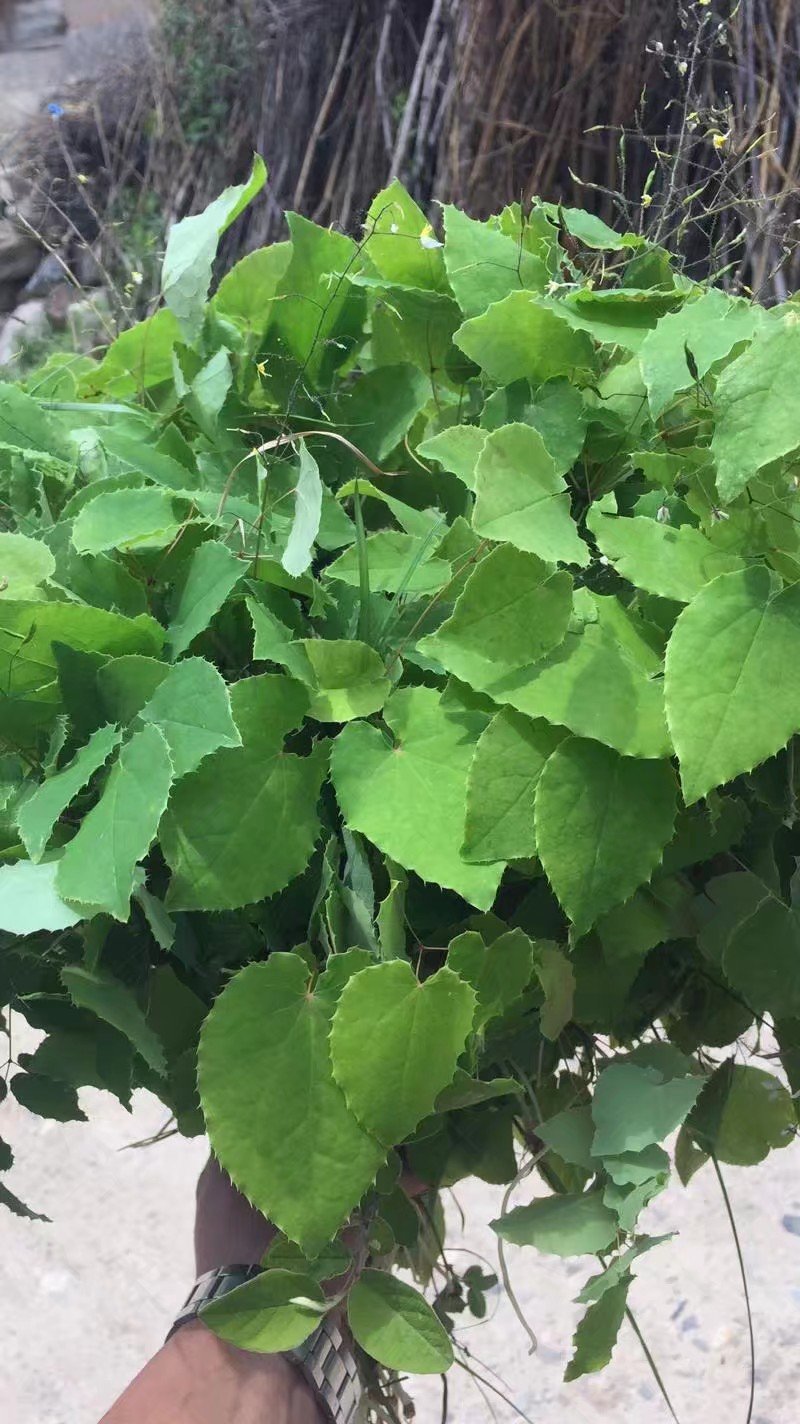 淫羊藿