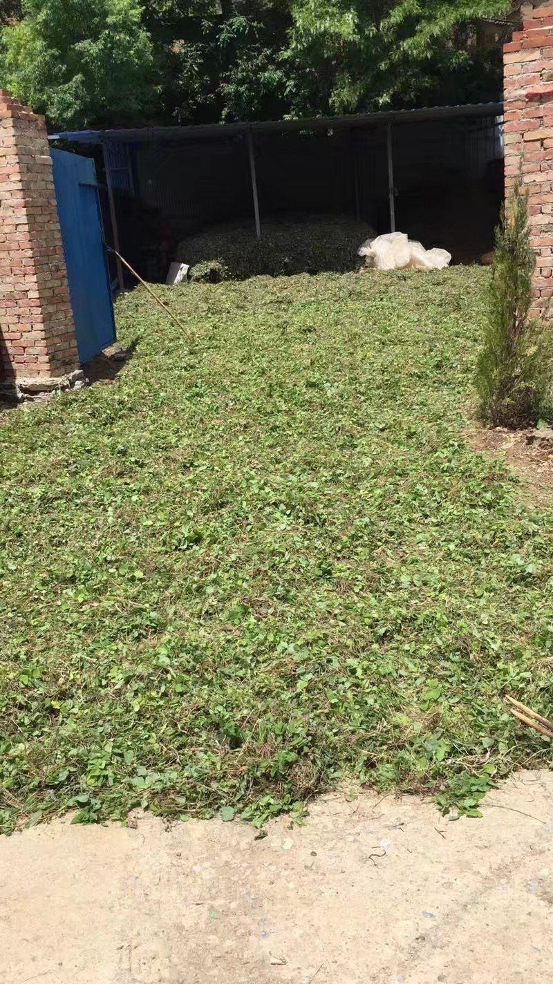淫羊藿