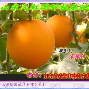 甜瓜