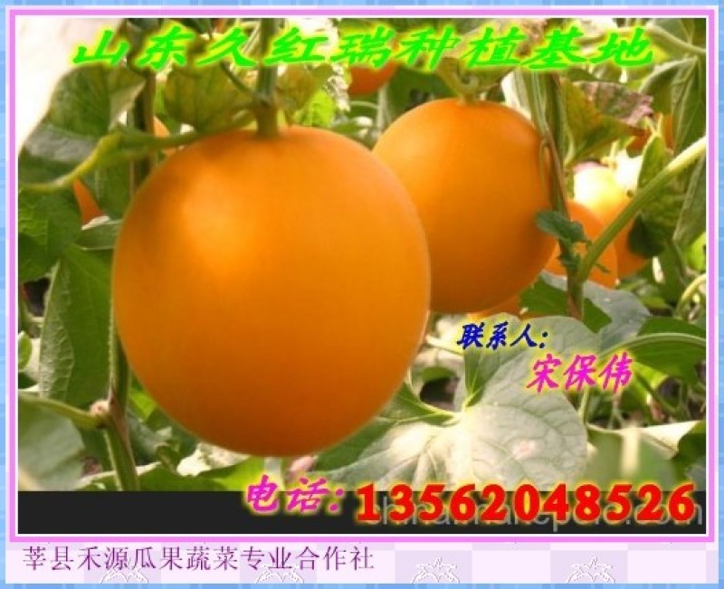 甜瓜