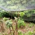 野生赤楠树，熟桩。生桩都有