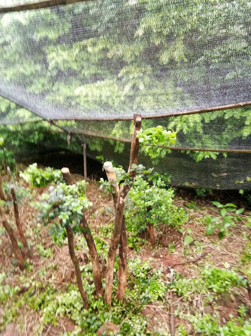 野生赤楠树，熟桩。生桩都有