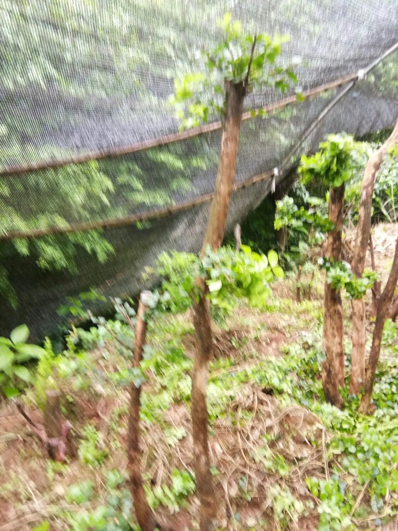 野生赤楠树，熟桩。生桩都有