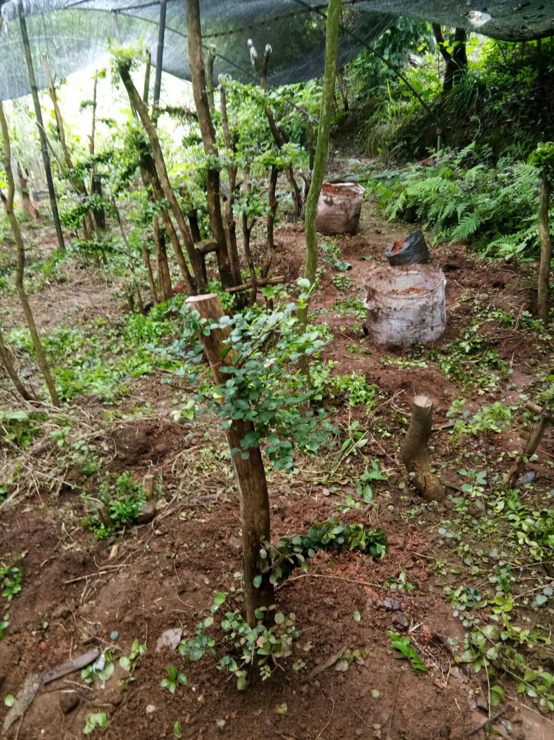 野生赤楠树，熟桩。生桩都有