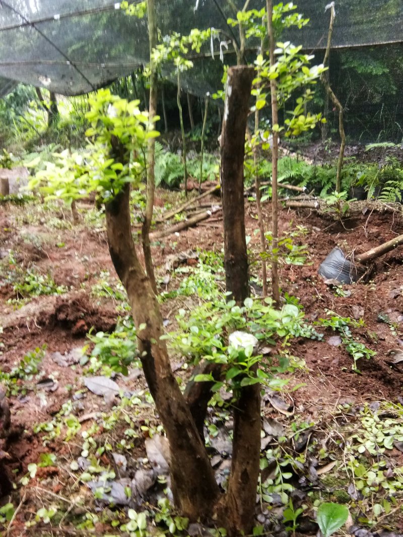 野生赤楠树，熟桩。生桩都有