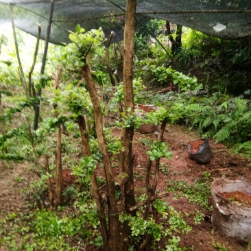 野生赤楠树，熟桩。生桩都有