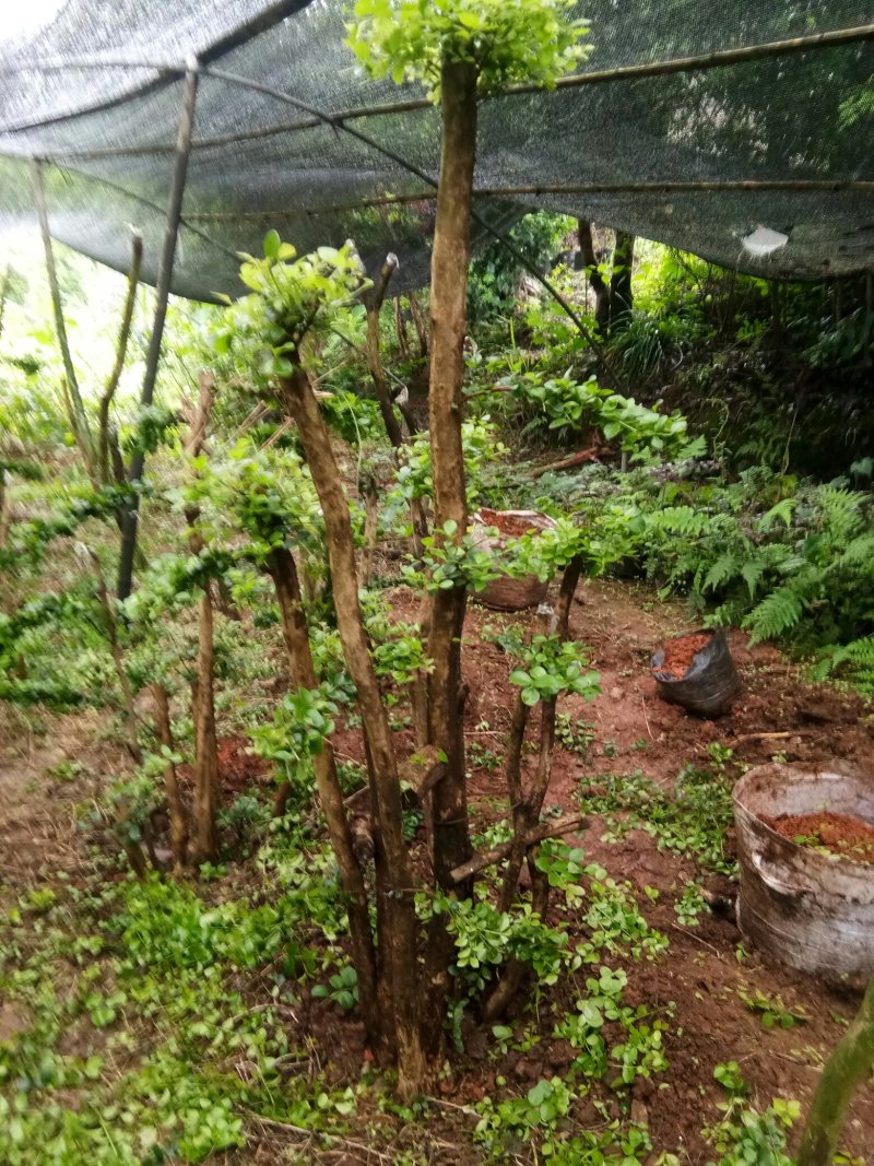 野生赤楠树，熟桩。生桩都有