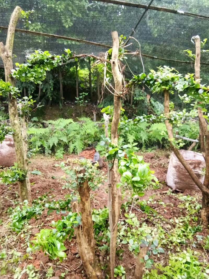 野生赤楠树，熟桩。生桩都有