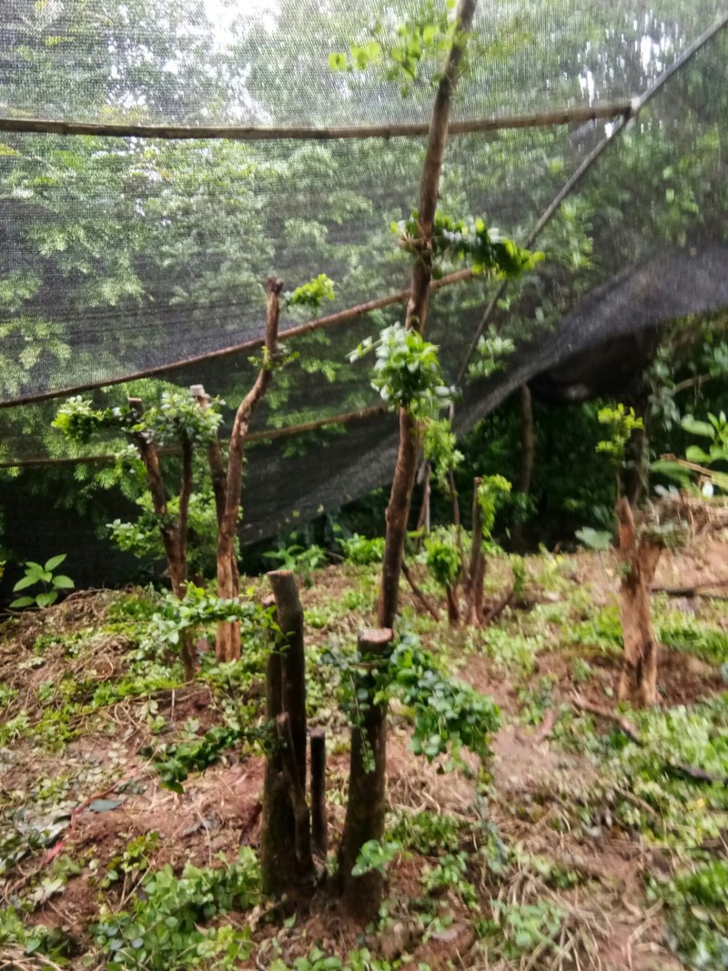 野生赤楠树，熟桩。生桩都有