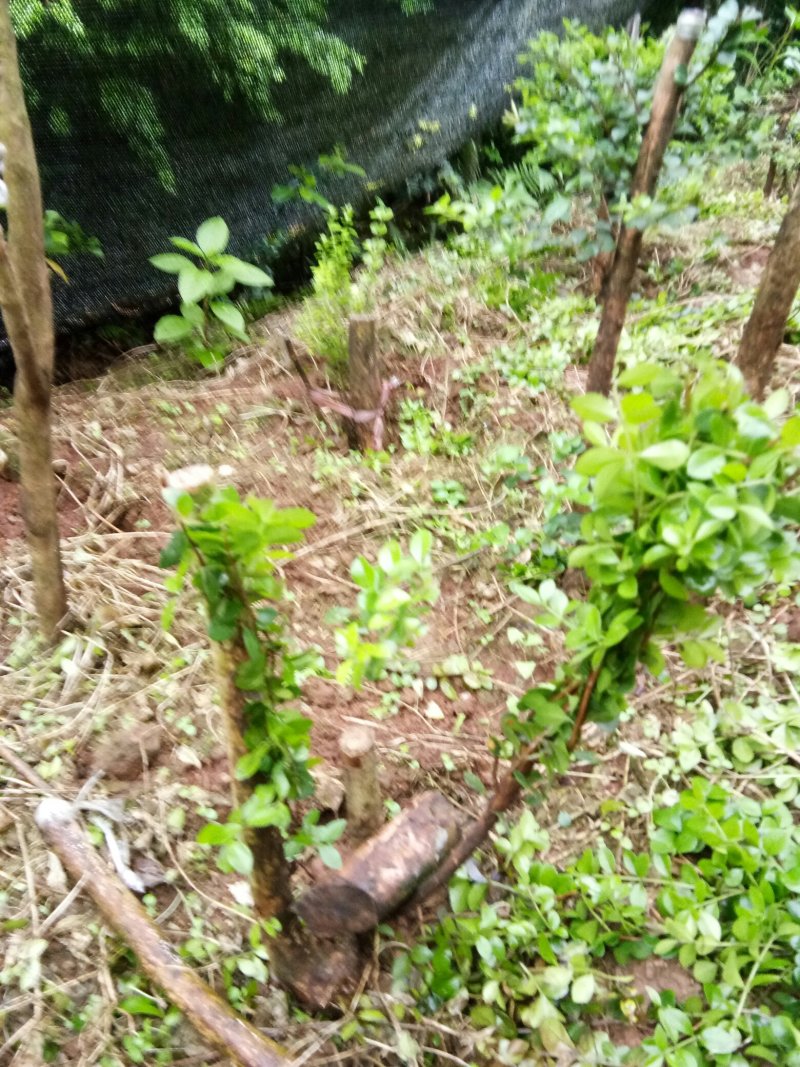 野生赤楠树，熟桩。生桩都有