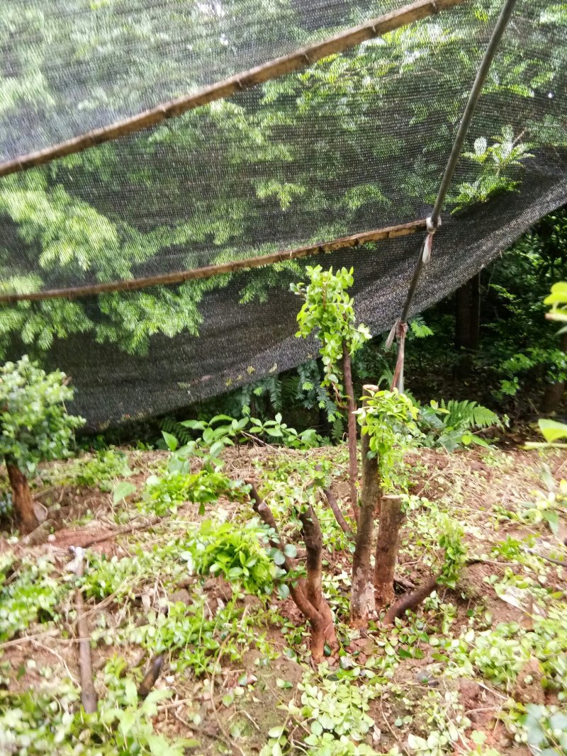 野生赤楠树，熟桩。生桩都有