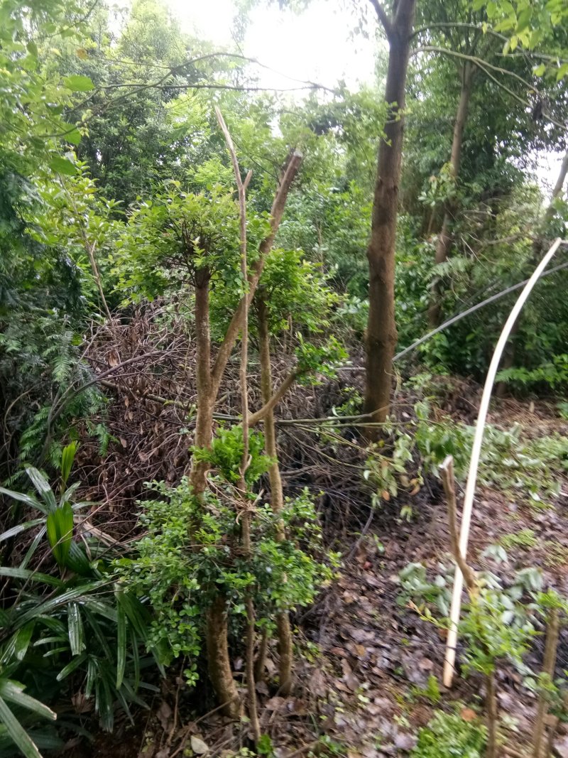 野生赤楠树，熟桩。生桩都有