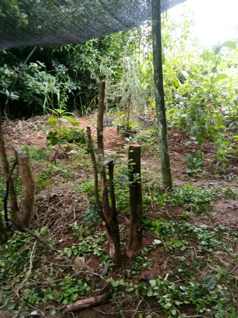 野生赤楠树，熟桩。生桩都有