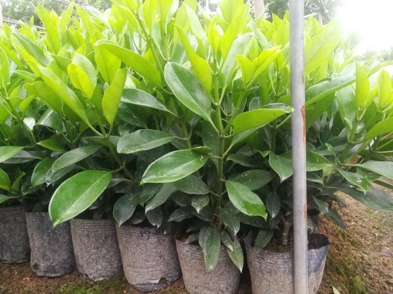 非洲茉莉，非洲茉莉球，非洲茉莉袋苗，带土发货，裸根发货