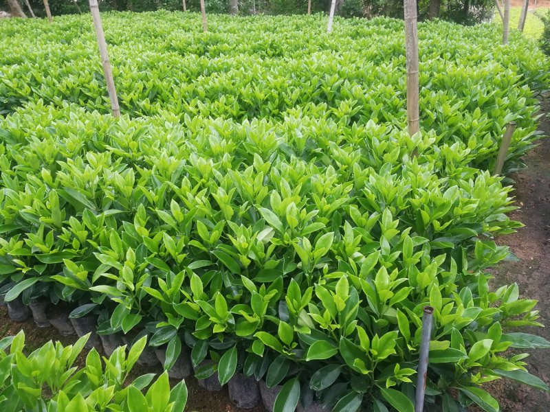 非洲茉莉，非洲茉莉球，非洲茉莉袋苗，带土发货，裸根发货