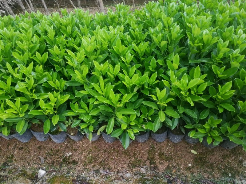 非洲茉莉，非洲茉莉球，非洲茉莉袋苗，带土发货，裸根发货