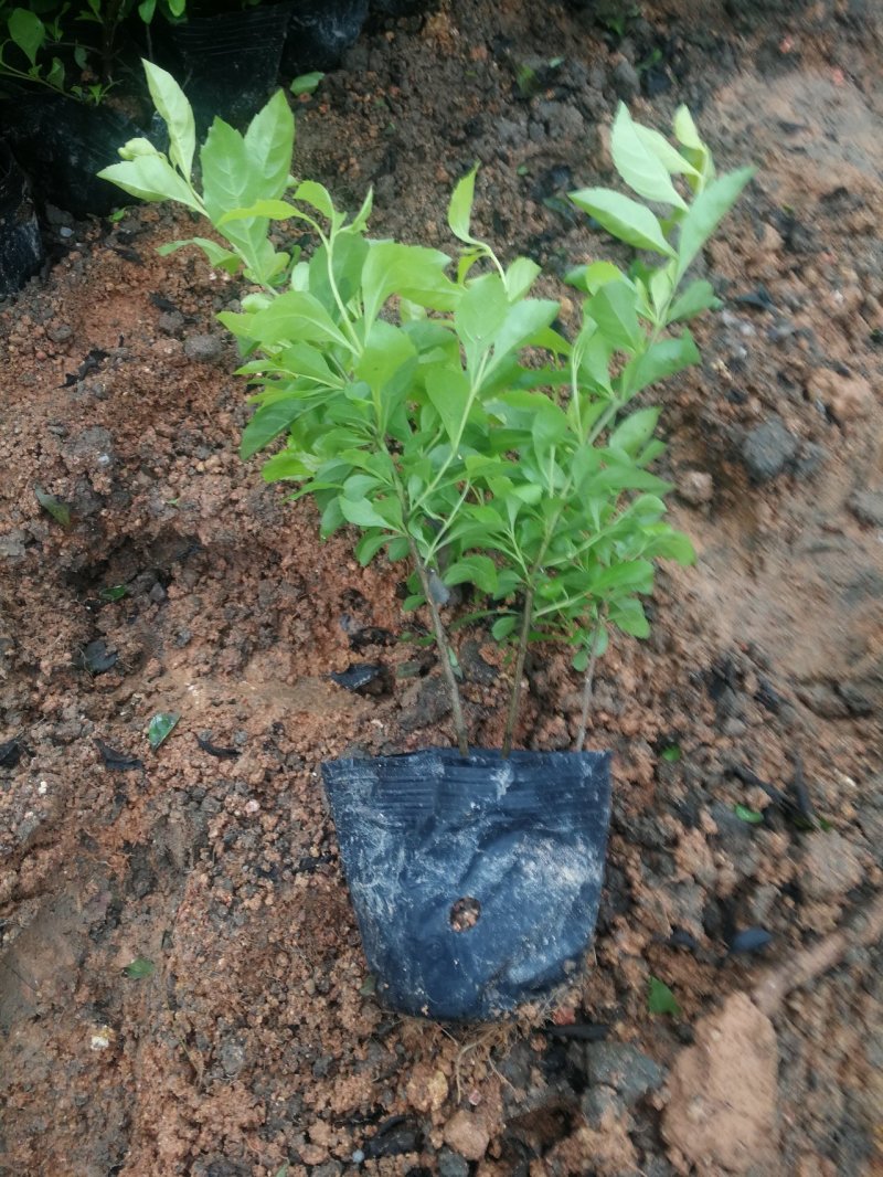 黄金叶雪梅黄金叶袋苗球型绿篱，花坛工用苗