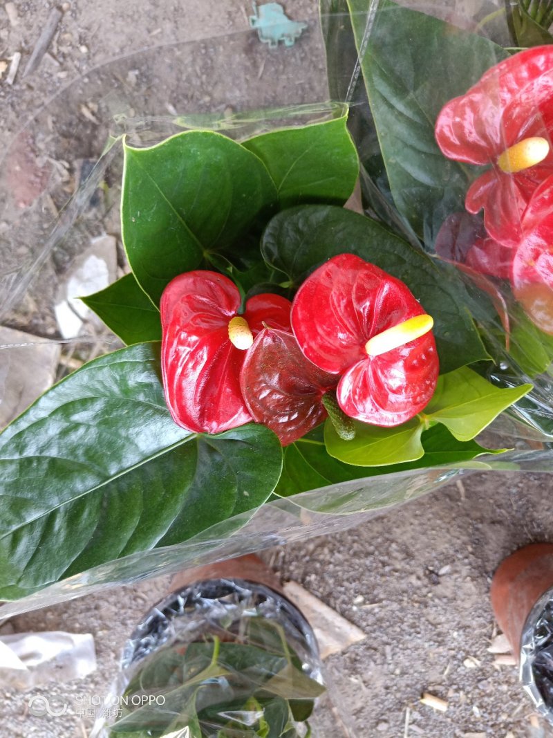 精品红掌，室内花卉基地直发可视频看货量大价优