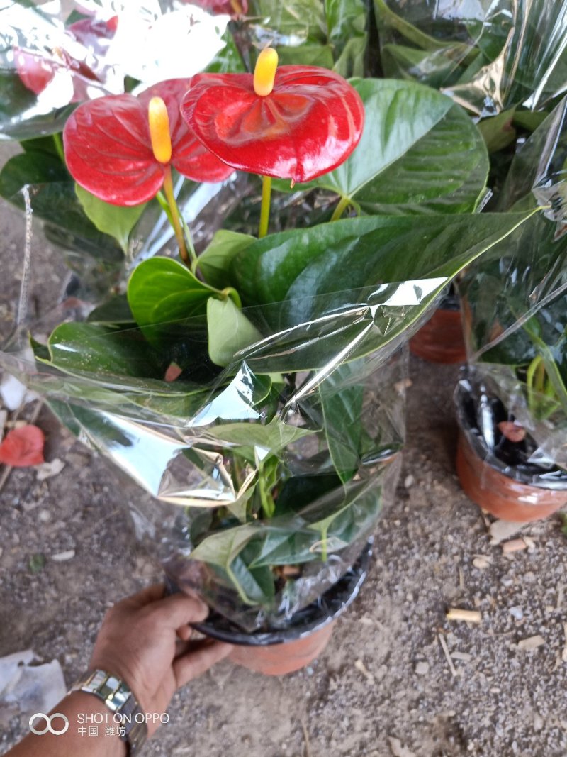 精品红掌，室内花卉基地直发可视频看货量大价优