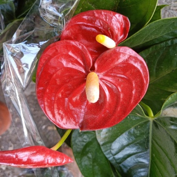 精品红掌，室内花卉基地直发可视频看货量大价优