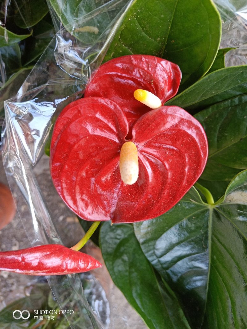 精品红掌，室内花卉基地直发可视频看货量大价优