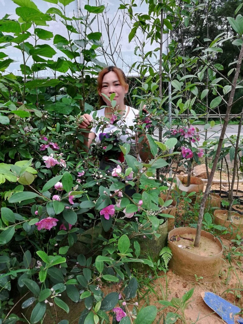 #产地货源#广西桃金娘苗0.5~1m高成活率易打理