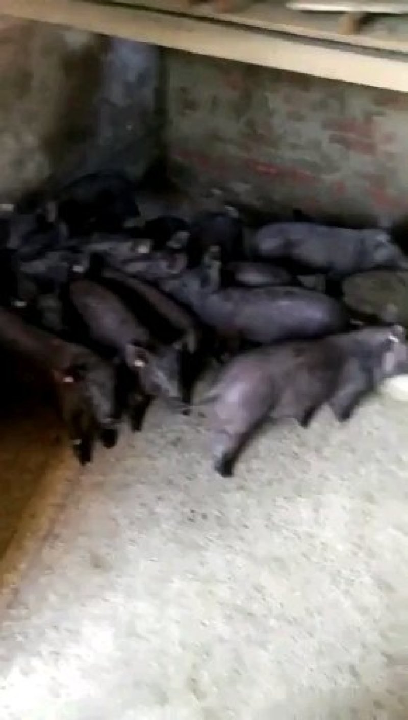 苏太母猪黑母猪北京黑母猪太湖黑母猪新淮黑母猪