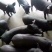 苏太母猪黑母猪北京黑母猪太湖黑母猪新淮黑母猪