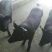 苏太母猪黑母猪北京黑母猪太湖黑母猪新淮黑母猪