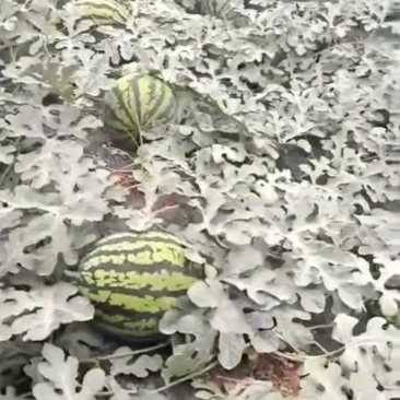 甜王西瓜，直生苗无籽，露天瓜有籽
