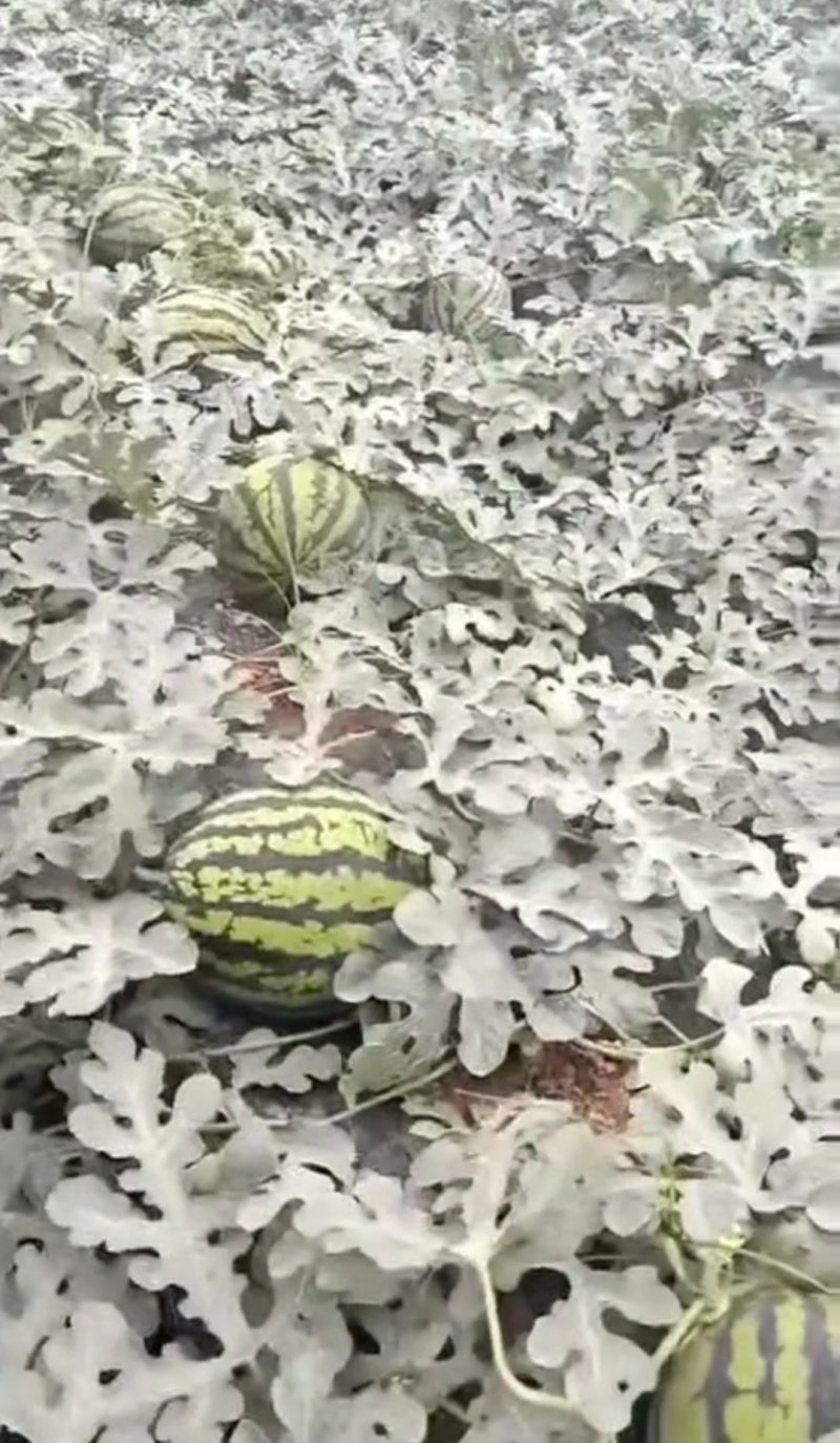 甜王西瓜，直生苗无籽，露天瓜有籽