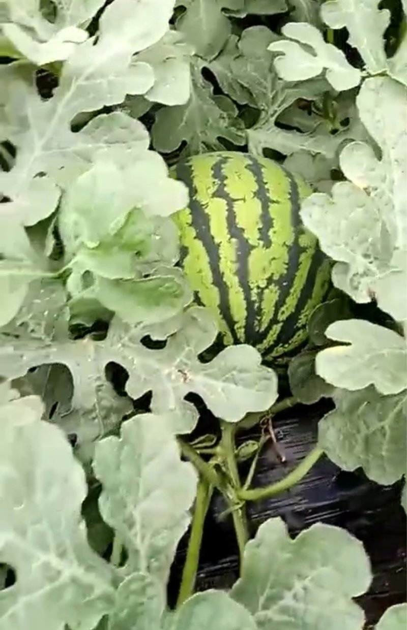 甜王西瓜，直生苗无籽，露天瓜有籽