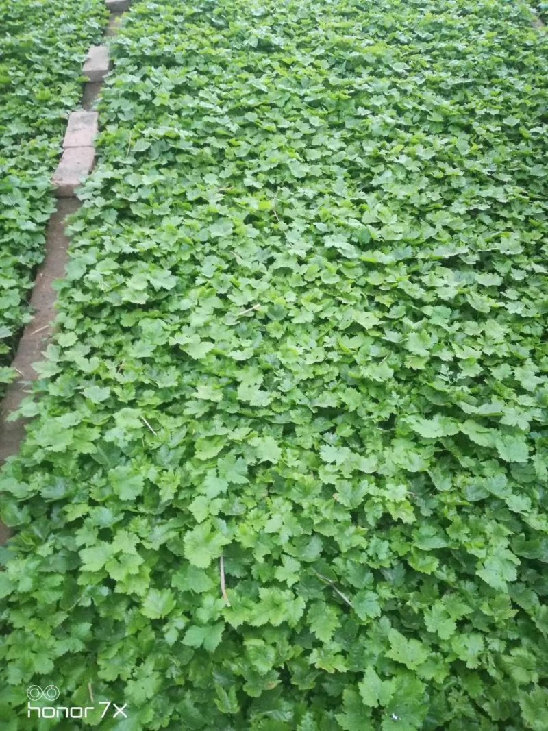 营养袋葡萄树苗