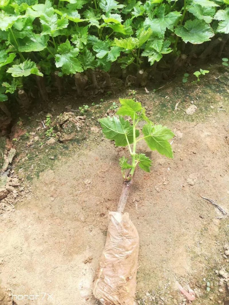 营养袋葡萄树苗