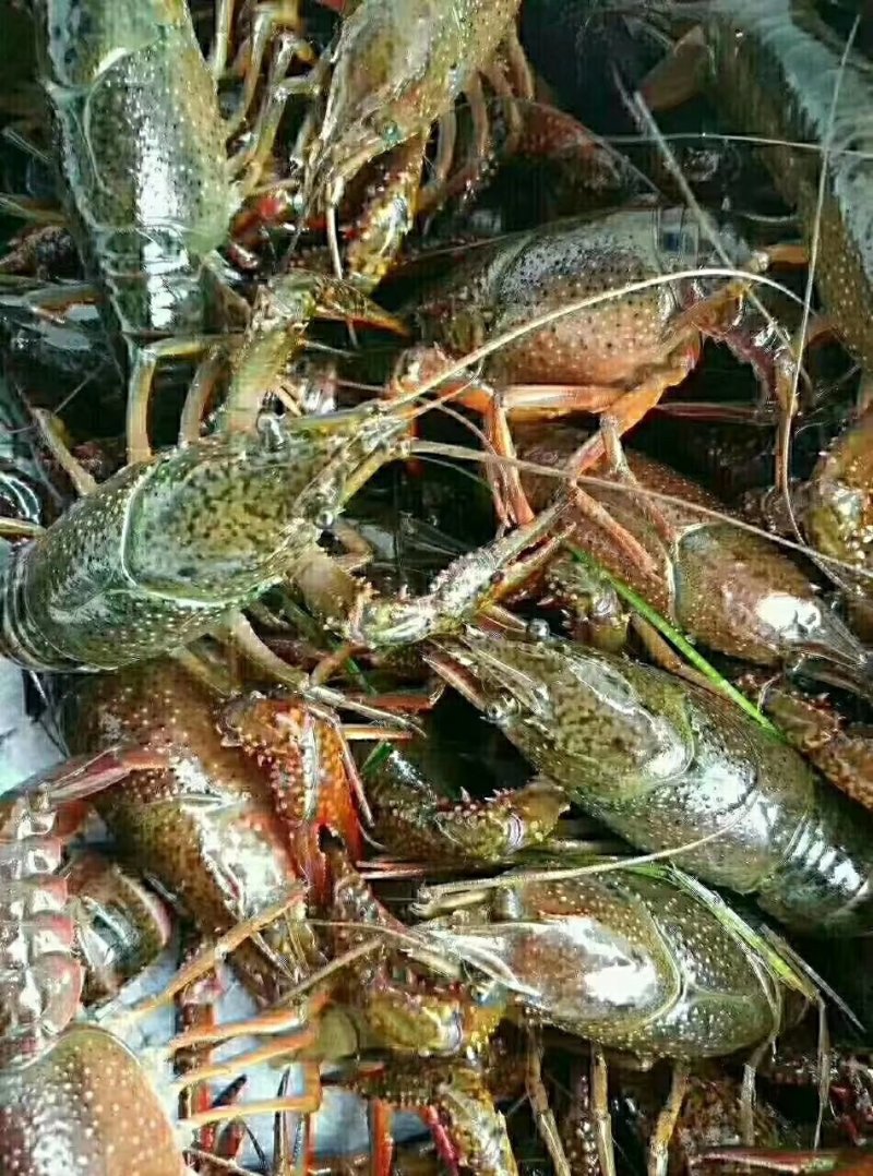 234小龙虾
