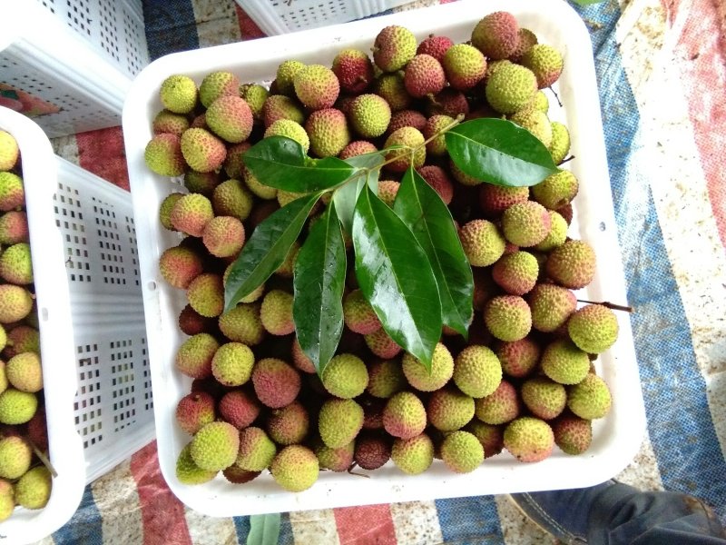 荔枝