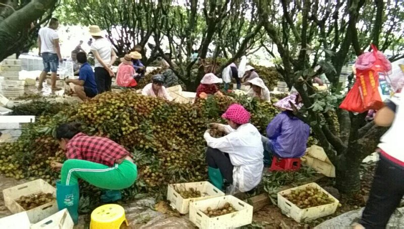 荔枝