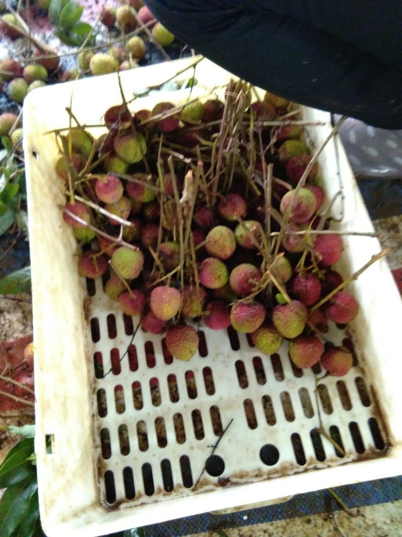 荔枝