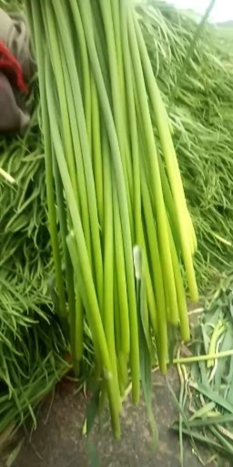 山东商河大量供应蒜薹，产地直供，一手货源，价格合理