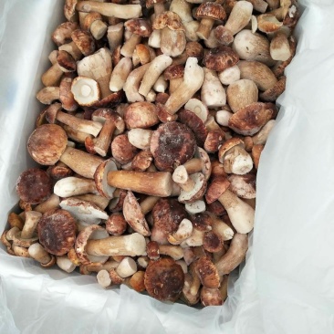 冷冻牛肝菌白牛肝美味牛肝