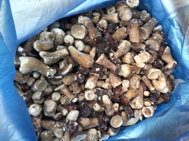 冷冻牛肝菌白牛肝美味牛肝